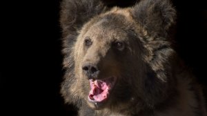 Поймать медведя: во Владивостоке косолапого зверя искали с полицией