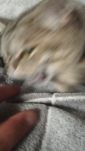 "КОШКИН ДВИЖ" НЕ спать)подписка пж)