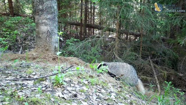 Поддержание порядка в норе — дело важное!