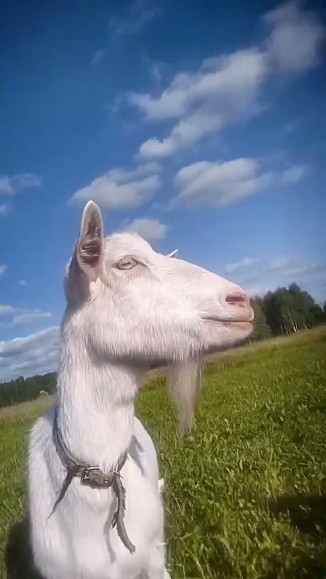 Хозяин Козьего Рябства и его пушистые крепостные🐐