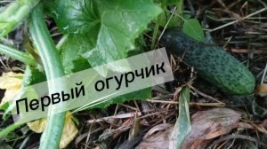 Первый огурчик 30 июня 2026