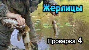 Жерлицы-самоловки. Выловил всю щуку? Проверка 4