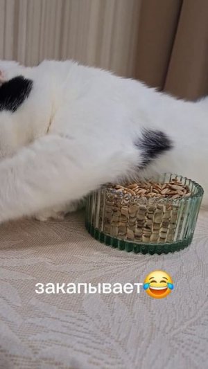 Роки ест семечки🤭😋😺