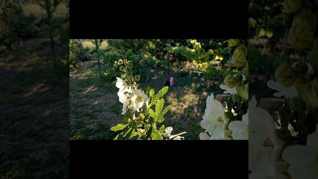 01.07..Колеус и мальва. смотреть онлайн