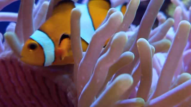 Пара Анемоновых рыбок Amphiprion Ocellaris в актинии Radianthus Magnifica. Аквариум  29.06.2026