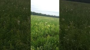 ЛАЙФ-АСМР