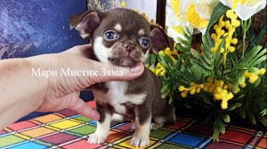 Зяма #скидка до 08/07/26 #купить_щенка_чихуахуа_продаю +79215950848