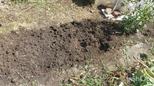 Посадила 5 плетистых роз и 2 чайно гибридные розы / Чёрные перцы / У нас жара/