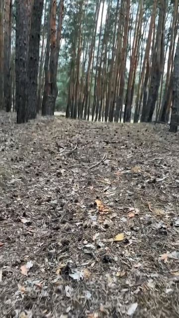 Светлый летний лес с полянами прогулка ASMR смотреть онлайн