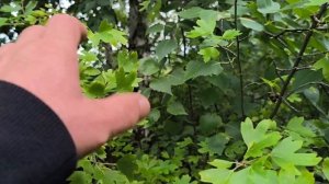 Гуси подрастают мы в деревне. Вода прибывает.