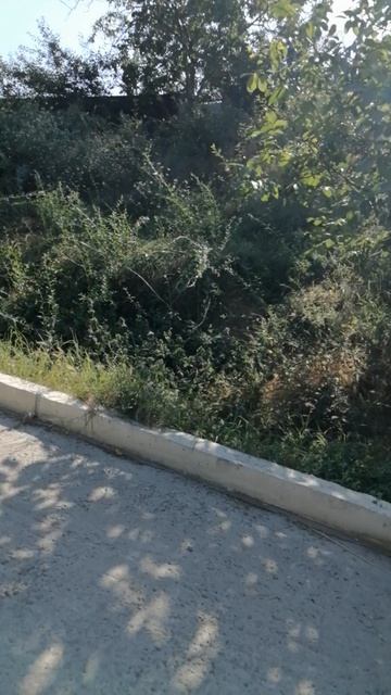 утренняя прогулка смотреть онлайн
