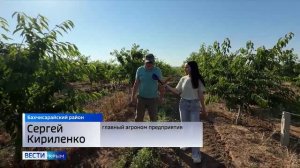 Крымские фермеры приступили к массовому сбору черешни