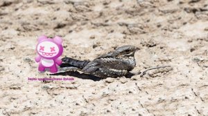Голоса птиц Как поёт Козодой обыкновенный Caprimulgus europaeus