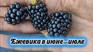 Для видео ягодки побольше ремонтантной Натчез