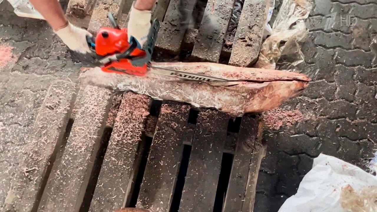 В порту Петербурга в тушах тунца обнаружили полтонны кокаина. смотреть онлайн