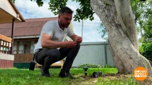 Слепы, да не глухи: эксперты объяснили, как прогнать кротов с участка