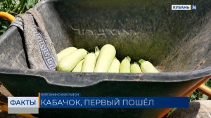 Сбор грунтовых кабачков стартовал в Краснодарском крае