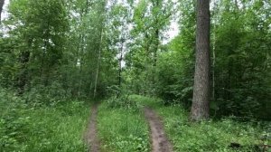 гуляю по чудному лесу часть 5