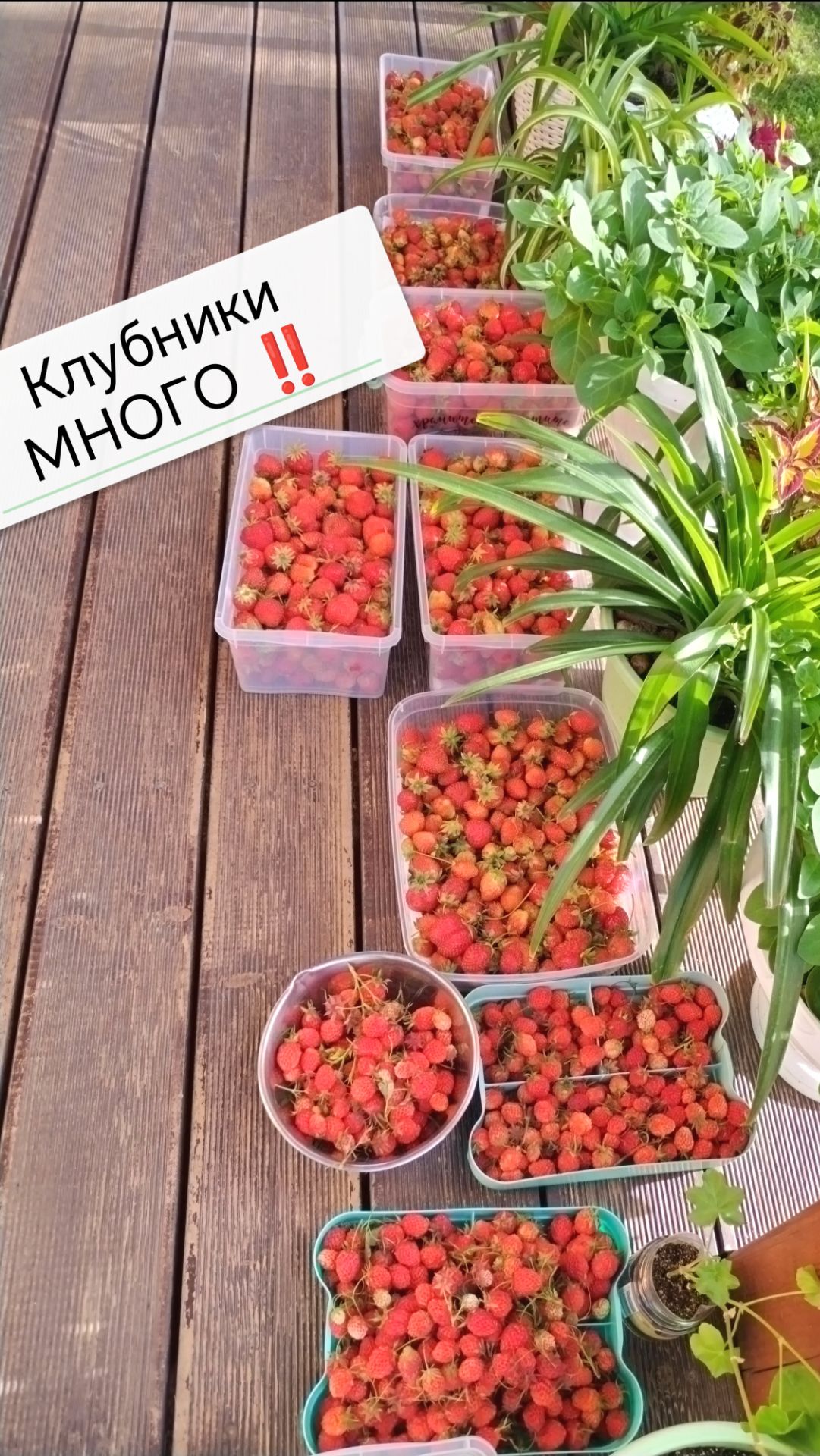 28 июня наш урожай клубники, первый сбор клубники, теперь я потеряна для общества