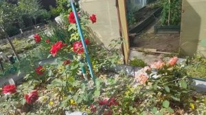 РОЗОВЫЙ РАЙ НА ДАЧЕ, ВНУК ПОЛУЧИЛ ДИПЛОМ