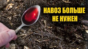 В 100 РАЗ ЛУЧШЕ НАВОЗА! Лучший способ улучшения плодородия почвы для огорода и сада