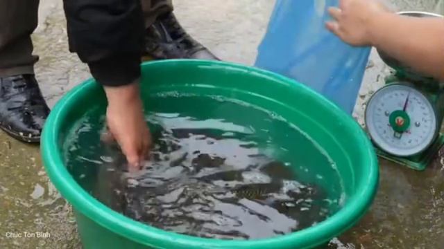 Вылов рыбы в пруду. Приготовление рыбу на гриле и традиционным Вьетнамским способом