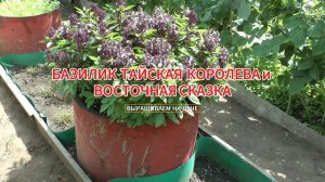 Базилик Тайская королева и Восточная сказка выращиваем на даче (4К)