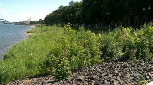 (Рыбинск-40) БЕРЕГ ТОНЕТ В ЗЕЛЕНИ