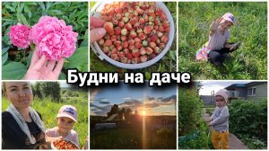 🏡Будни на даче. Очень много ягод этим летом😍 С Миленой по огороду.