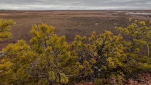 Шестой день на болоте! ОХОТА НА ГУСЯ в Республике Коми.