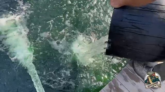 Запуск форели на Лесном водоеме 1 июля смотреть онлайн
