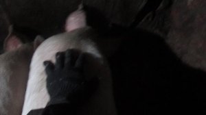 1) день из жизни в деревни  (  видео  № 1 )  кормление  3х месячных поросят