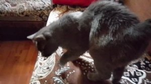 ❤🐱Наш Тимыч🐱