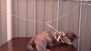 котик играет