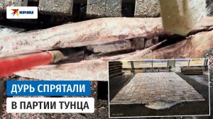 Полтонны запрещённых веществ нашли в контейнере с тунцом в порту Петербурга