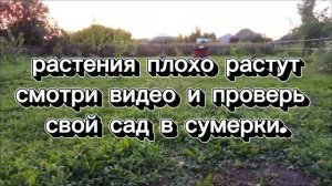 Лёт майского жука .Июль.