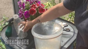 Огурцы желтеют? Попробуйте чесночный настой!