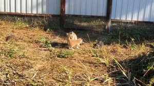забавные котята