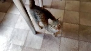 Кошка Маська приехала домой на откормку/Песенка для ласкуши/Простая жизнь в провинции/Россия 🇷🇺