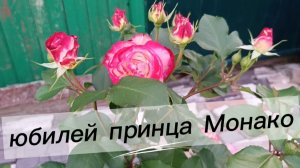 Шикарная роза, мое вдохновение 😍