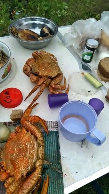 волосатик краб