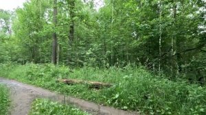 гуляю по чудному лесу часть 3