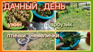Дачный день//птички//арбузик//ужин
