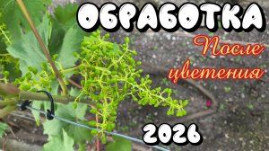 ОБРАБОТКА винограда ПОСЛЕ ЦВЕТЕНИЯ. 2026 год.