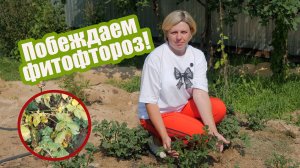 Фитофтора на картофеле: чем обработать культуру