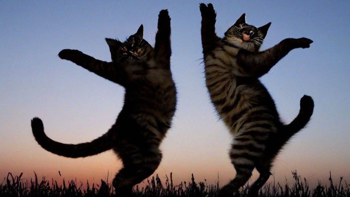 Drugs and dances (танцующие котики). смотреть онлайн