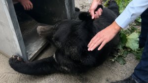 На улицах Владивостока отловили гималайского медведя