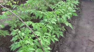 Безрассадным помидорам два месяца