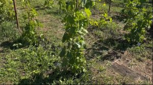 Обзор нашего виноградника 🍇