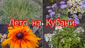 01-07-26/ Выкопали чеснок/ Малиновое варенье/ Компот из красной смородины/Новая дорожка/ Жизнь семьи